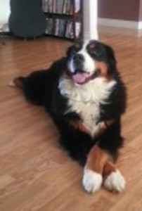 LOST DOG: Molly, Bernese Mtn Dog, Eastern Passage