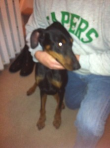 found-doberman-pup