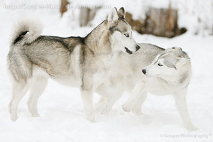 snow_dogs_0033_by_sooper_husky-d3am1b6