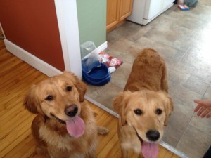 golden-retrievers