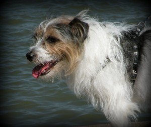 Rough_Coated_Jack_Russell_Terrier