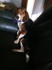 nov-28-13-Female-Beagle-havelock