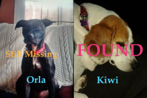 LOSTKiwiBeagleFemale7OrlaBulldogMixFemale3FalmouthHants2:6:14