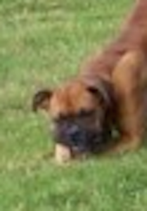 LOSTTankBoxerMale7LawrencetownDartmouth2:3:14