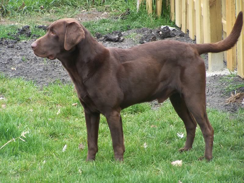 lost chocolate lab male