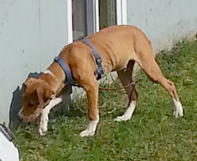 ns jax lost dog collie beagle border mix