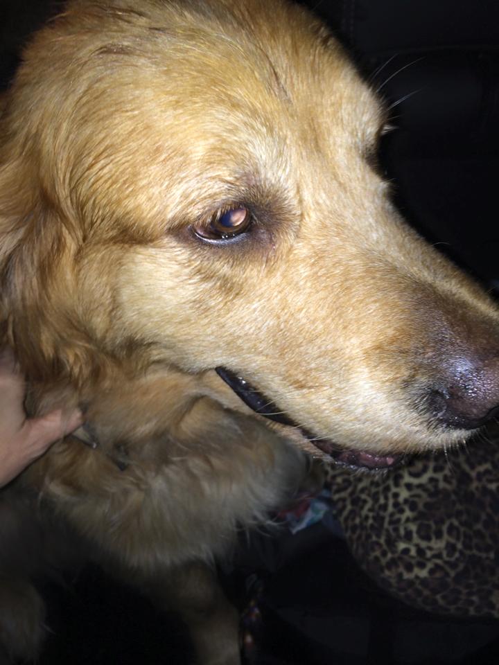 HAPPY ENDING Home, Safe n’ Sound Found Roaming Dog St Margarets Bay