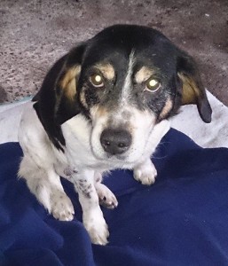 male-beagle