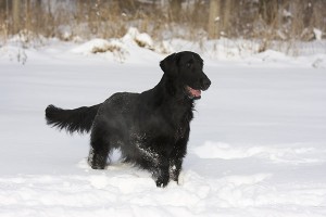 Flat-coated Retriever in snow