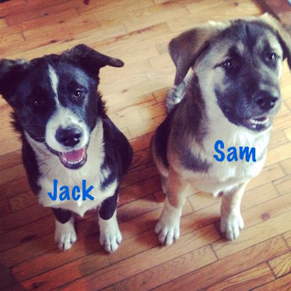 HAPPY ENDING: Home, Safe n’ Sound: Lost Dogs: Hantsport, Hants Co., NS