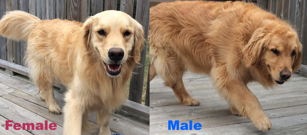 differences between male and female golden retrievers