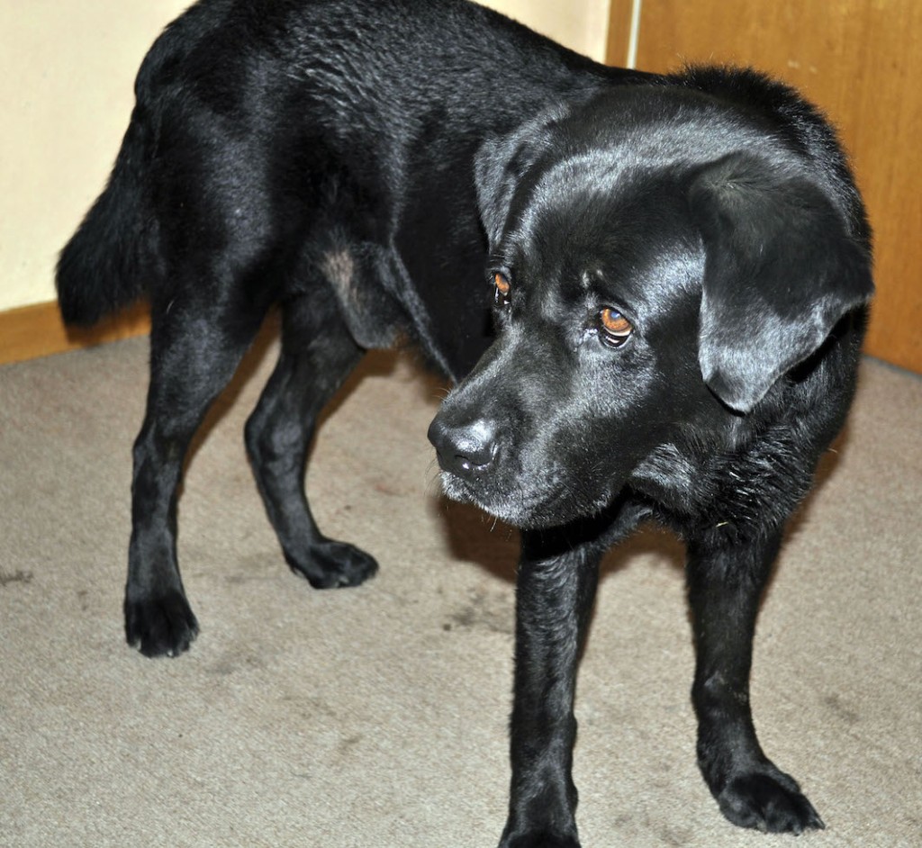 HAPPY ENDING Home, Safe n’ Sound Found Roaming Dog Lequille