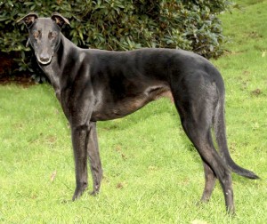 2009_08nov_jake_greyhound_0018938_800