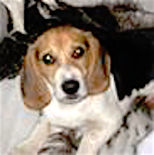 LOSTMaxBeagleMale7MonthsLequilleAnnapolis1:27:16