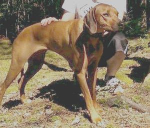 LOSTZuriRhodesianRidgebackFemale2yrsSandyLakeBedfordHRM6:22:16