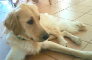 LOSTKobeGoldenRetrieverMale4yrsValleyCrossroadsColchester8:2:16