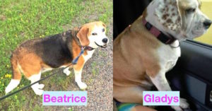 lostbeatricebeaglefemale12yrsgladysbulldogbeaglemixfemale2yrshildencolchester92116