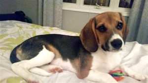 lostmilliebeaglefemale6monthsclaytonparkwesthalifax91116