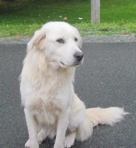 SIGHTEDGoldenRetrieverMaleAdultHopewellPictou10216