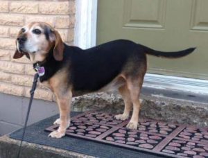 lostsnoopybeaglemale11yrsportwilliamskings111916