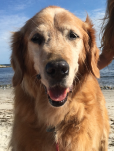 helostredgoldenretrievermale14yrshalifaxhrm121116