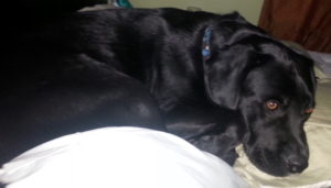 lostmiloblacklabmixmale4yrsnewglasgowpictou121716