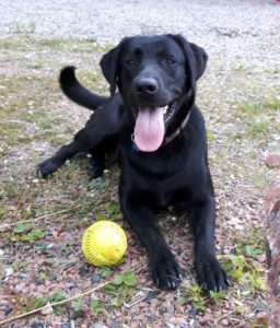 lost black labrador dog