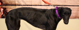 HAPPY ENDING: Home, Safe n’ Sound: Lost Dog: Lawrencetown, Halifax Co., NS — Greyhound, Female, 2 Yrs — “Jenny” Image